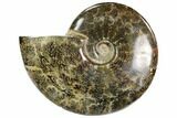 Polished, Agatized Ammonite (Cleoniceras) - Madagascar #102609-1